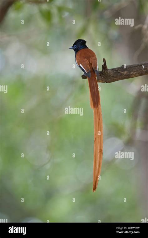 African Paradise Flycatcher Terpsiphone Viridis Rufous Morph Male