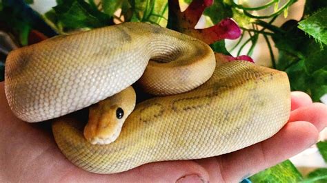 Hypo Champagne Ball Python! - List Your Pet