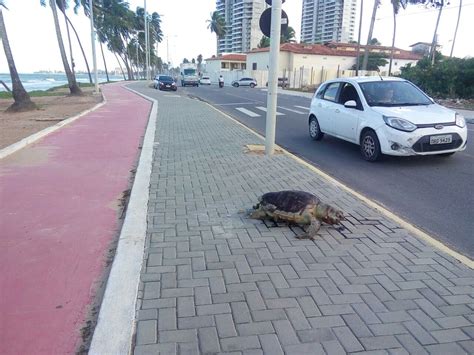 Tartaruga Morta Encontrada Em Cal Ada De Avenida Em Cruz Das Almas