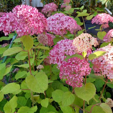 Pallohortensia Sweet Annabelle At 3L Viherkauppa