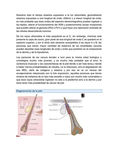 SOLUTION Fisiologia De La Piel Y Anexos Studypool