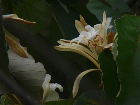 Muchukunda Sanskrit मुचुकुन्द Sterculiaceae Cacao Fami Flickr