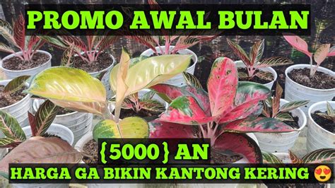 CUCI GUDANG PROMO AGLONEMA DI AWAL BULAN HARGA BIKIN KANTONG GA