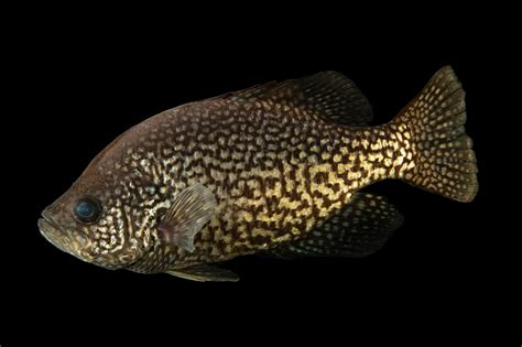 Black Crappie Pomoxis Nigromaculatus Joel Sartore