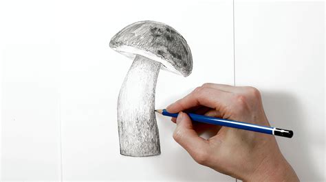 Realistic Mushroom Drawing in Pencil - Nature Studio