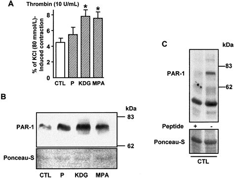 Sex Steroids Used In Hormonal Treatment Increase Vascular Procoagulant