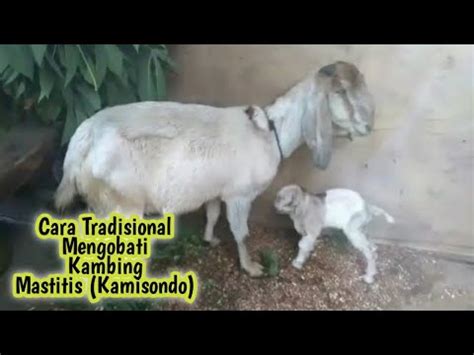 CARA MENGOBATI KAMBING MASTITIS KAMISONDO TRADISIONAL YouTube