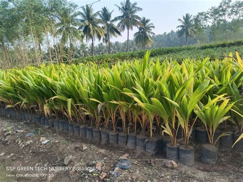 Hybrid Coconut Plant Color Green At Rs 100 Piece In Rajahmundry