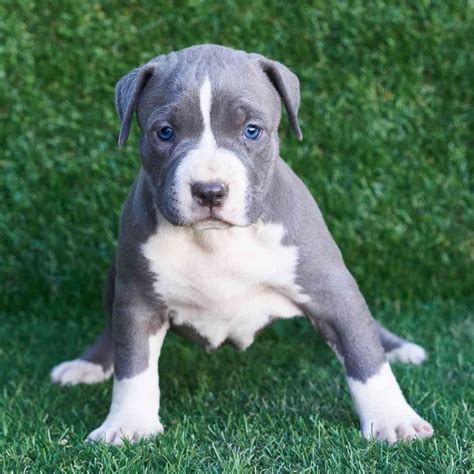 Blue Nose American Pitbull Puppy Pitbull Terrier Kennel