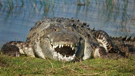 Fotografer Abdaikan Croczilla Buaya Raksasa Panjang 43 Meter
