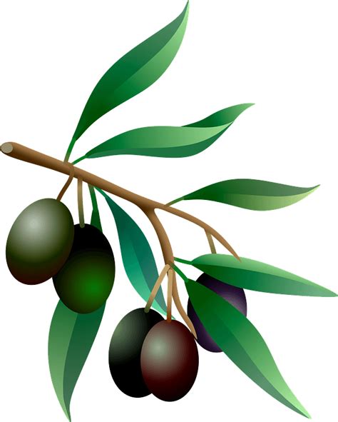 Free Olive Tree Clipart, Download Free Olive Tree Clipart png - Clip ...