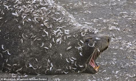 Elephant seal gets a fetching new look after rolling in penguin ...