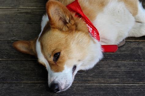 Corgi Perro Mascota Foto Gratis En Pixabay Pixabay