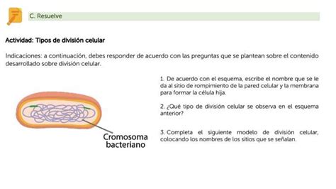 Actividad Tipos De Divisi N Celular De Acuerdo Con El Esquema