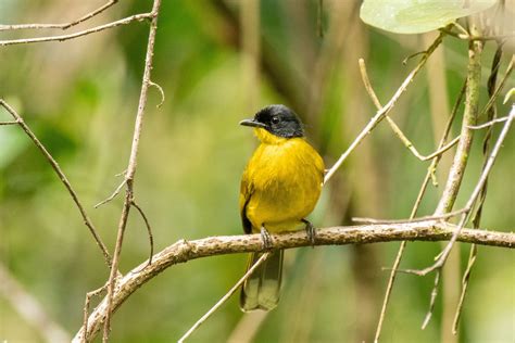 Ml612376675 Black Capped Bulbul Macaulay Library