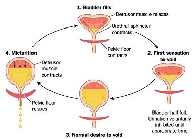 Treating Incontinence at Beacon Therapy (Surrey, Coquitlam, Maple Ridge)