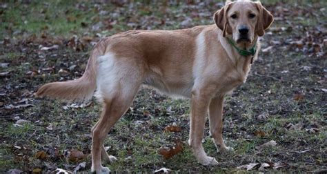 Goldador Golden Retriever Labrador Mix Im Rassen Portrait