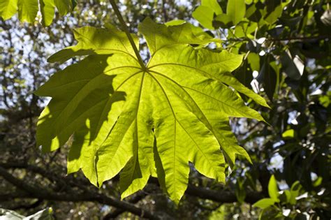 Rice Paper Plant Leaf | ClipPix ETC: Educational Photos for Students ...