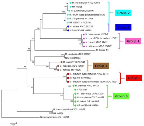 Mycobacterium Types