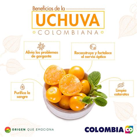 Uchuva Goldenberry Nuestra Embajadora De Frutas Colombianas Para El