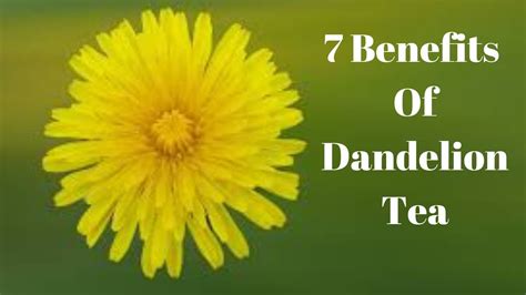 7 Benefits Of Dandelion Tea Youtube