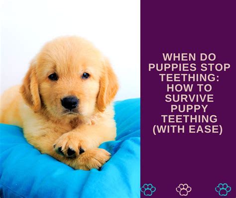 When Do Puppies Stop Teething How To Survive Puppy Teething With Ease