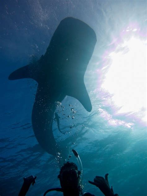 Shark Diving Australia - Shark Shooter Photography Trip - Osprey Reef ...