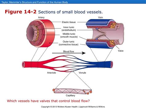 Ppt Chapter Blood Vessels And Blood Circulation Powerpoint