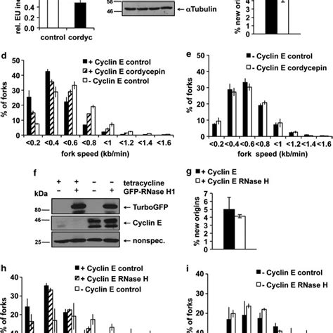 Increased Replication Initiation And Replication Stress In Cells