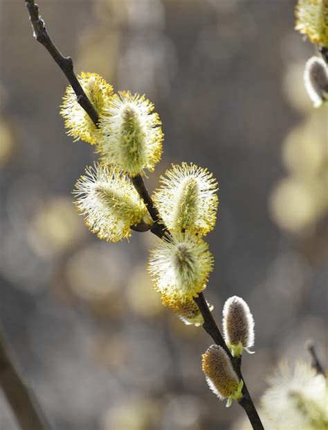 Premium Photo Pussy Willow Catkin