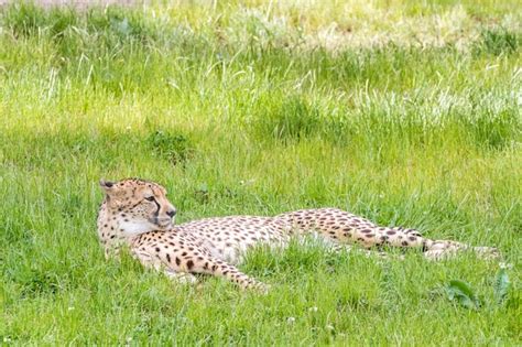 Premium Photo | An asiatic cheetah