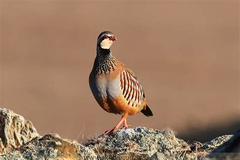 Vale Gon Alinho Birdingplaces