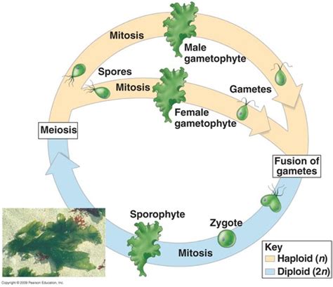 Algal Reproduction Flashcards | Quizlet