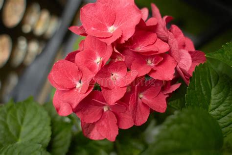 Red Mountain Hydrangea Hydrangea Serrata Blossoms In The Garden