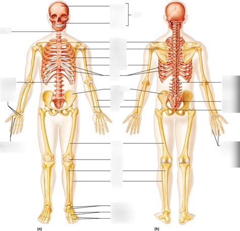 Major bones of the skeleton Diagram | Quizlet