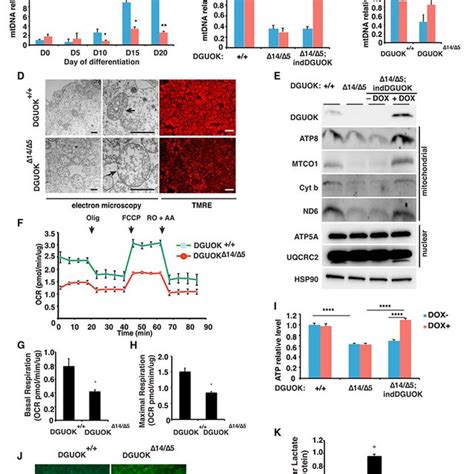 Analysis Of Dguok Deficient Ipsc Derived Hepatocyte Like Cells A Bar