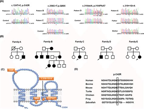 The Pmp22 Mutations And The Pedigrees Harboring The Pmp22 Mutations In