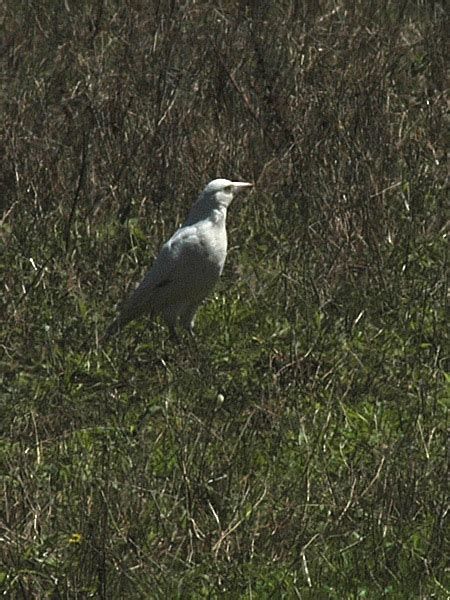 The Nature of Robertson: Albino Magpie still going strong in Kangaloon