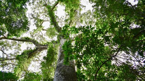 Foto de Samaúma na Ilha de Santana Santana Amapá Amazônia Brasil do