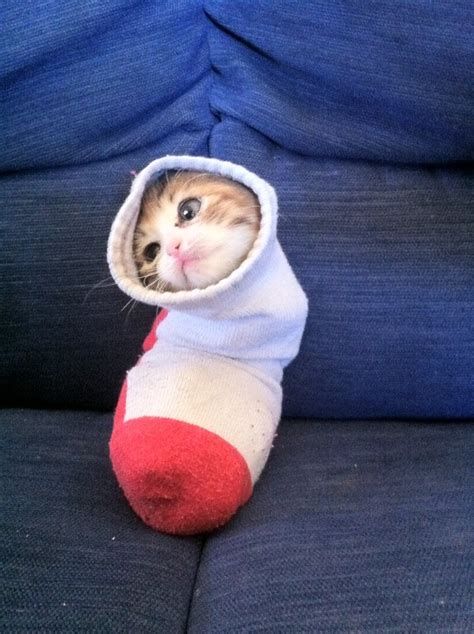 kitty pictures - The Wondrous