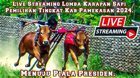 Live Streaming Lomba Karapan Sapi Pemilihan Tingkat Kab Pamekasan