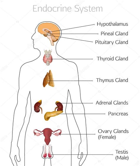 Endocrine System Image — Stock Vector © Annyart 161836184