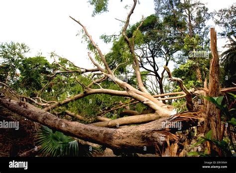 Hurricane Damage Typhoon Storm Cyclone Uprooted Trees Ballygunge