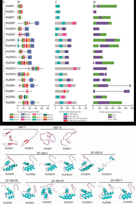 Frontiers Genome Wide Identification And Expression Analysis Of The