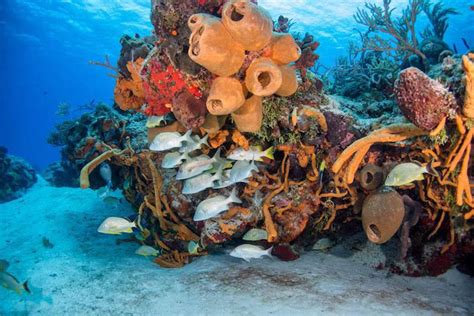 Scuba Diving in Cozumel, Mexico