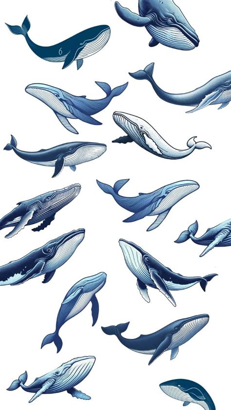 🐋 Whale Graphic Pattern 🐋 In 2024 Whale Drawing Whale Illustration Whale