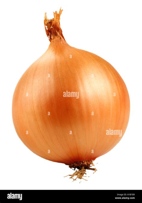 Single Onion On White Stock Photo Alamy