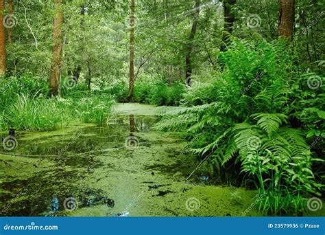 Swamp Landscape Royalty-Free Stock Photography | CartoonDealer.com ...