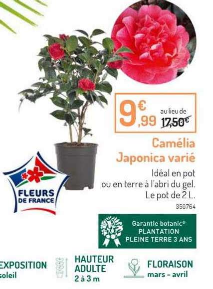 Promo Cam Lia Japonica Vari Chez Botanic Icatalogue Fr