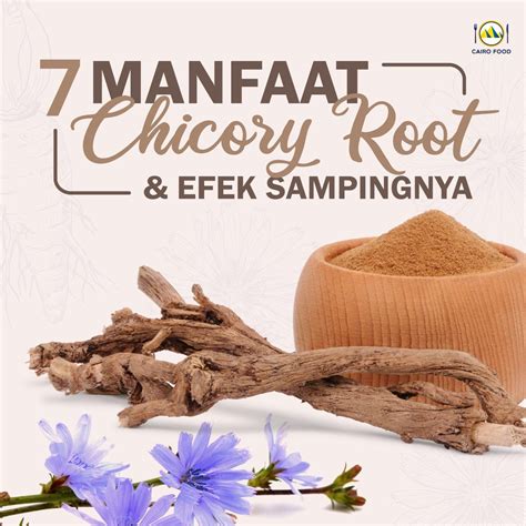 7 Manfaat Chicory Root Bagi Kesehatan Cairo Food